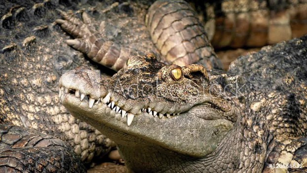 Picture of Baby Crocodile Next To Mother